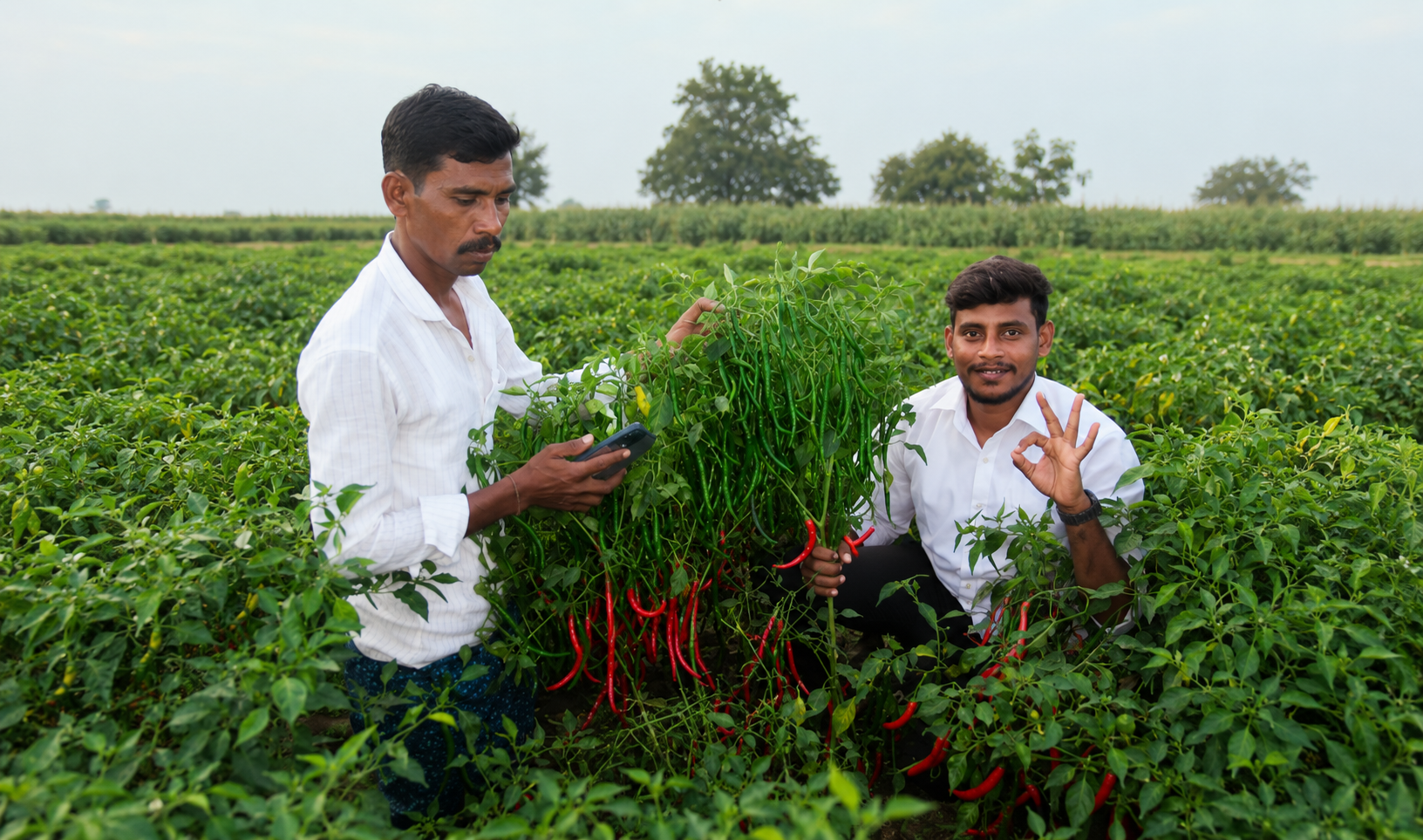 Checking the quantity of farming seeds