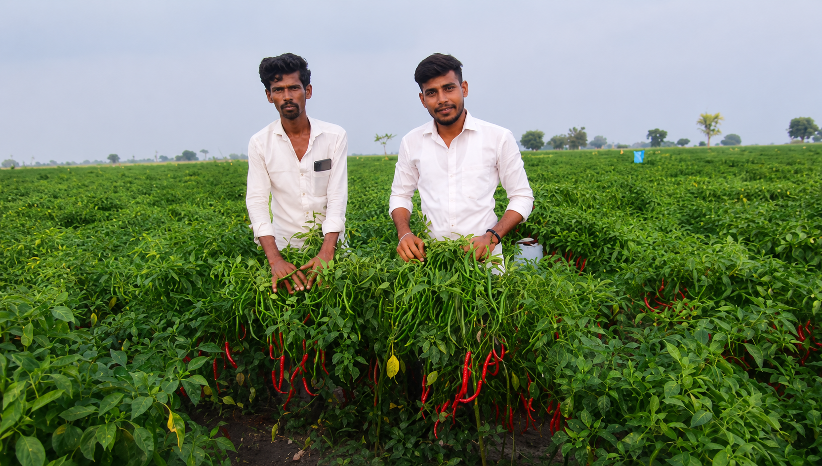Checking the quantity of farming seeds